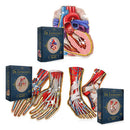 Dr. Livingston's Anatomy Jigsaw Puzzle-2