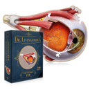 Dr. Livingston's Anatomy Jigsaw Puzzle-5