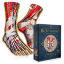 Dr. Livingston's Anatomy Jigsaw Puzzle-6
