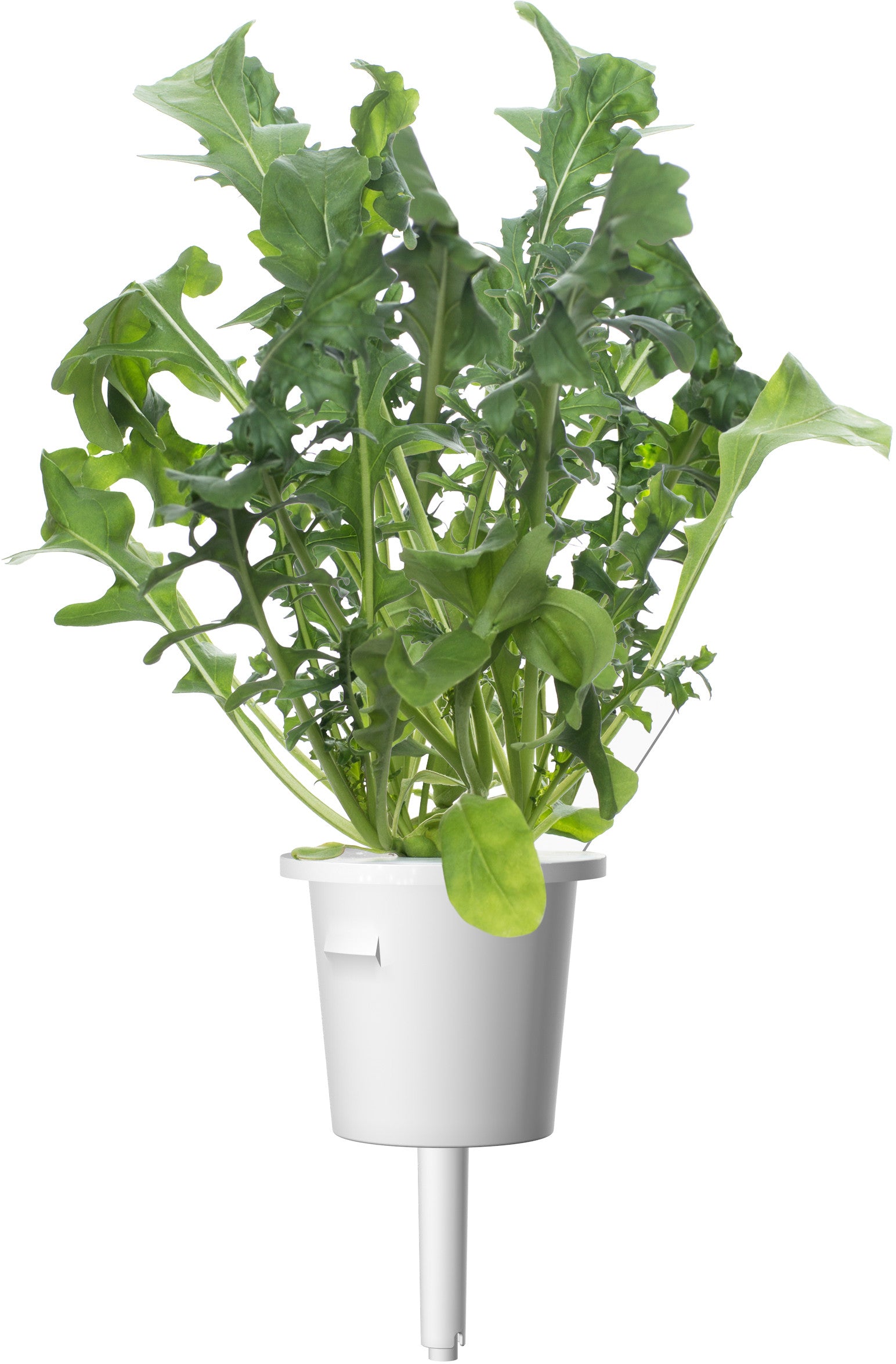 Mélange de 9 capsules pour salade click & grow