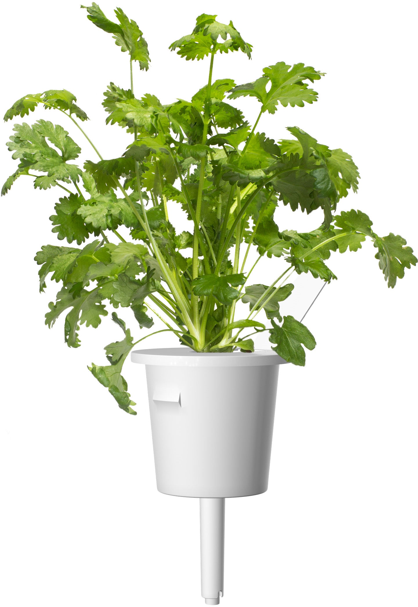 Mélange de 9 capsules de plantes Click & Grow pour steaks