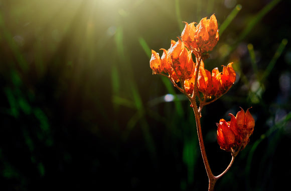 Objectif macro fujifilm fujinon xf 30 mm f2.8 r lm wr