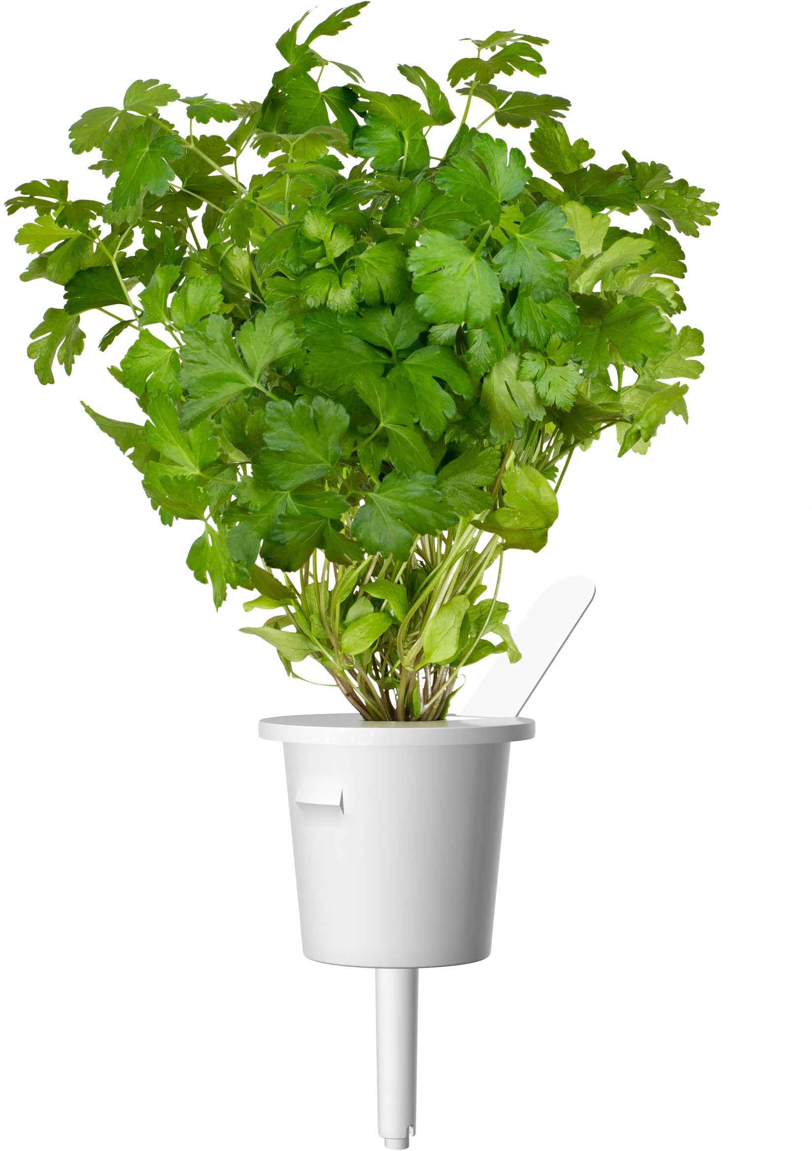 Mélange de 9 capsules de plantes Click & Grow pour steaks