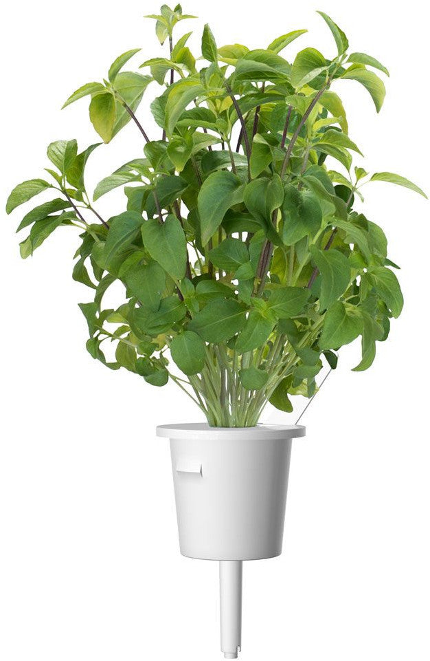 Recharge click & grow smart garden basilic thaï 3 pièces