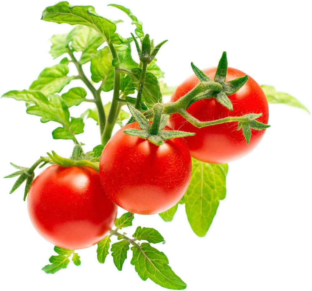 Recharge Click & Grow Smart Garden Mini Tomate 3 pièces