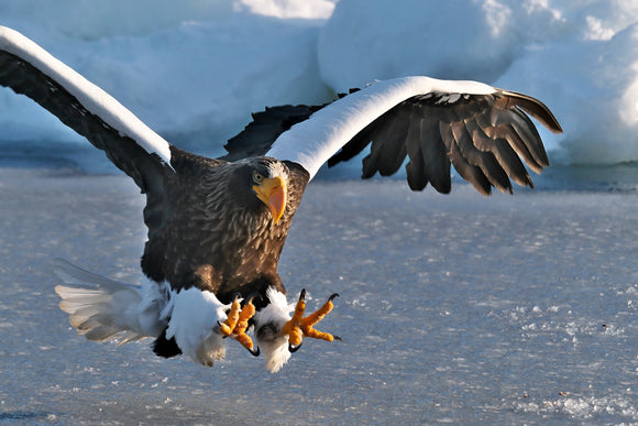 Fujifilm X-H2S body, black