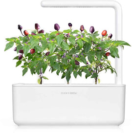 Click & Grow Smart Garden refill Purple Chili Pepper 3pcs