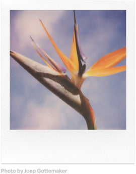 Polaroid SX-70 Color New