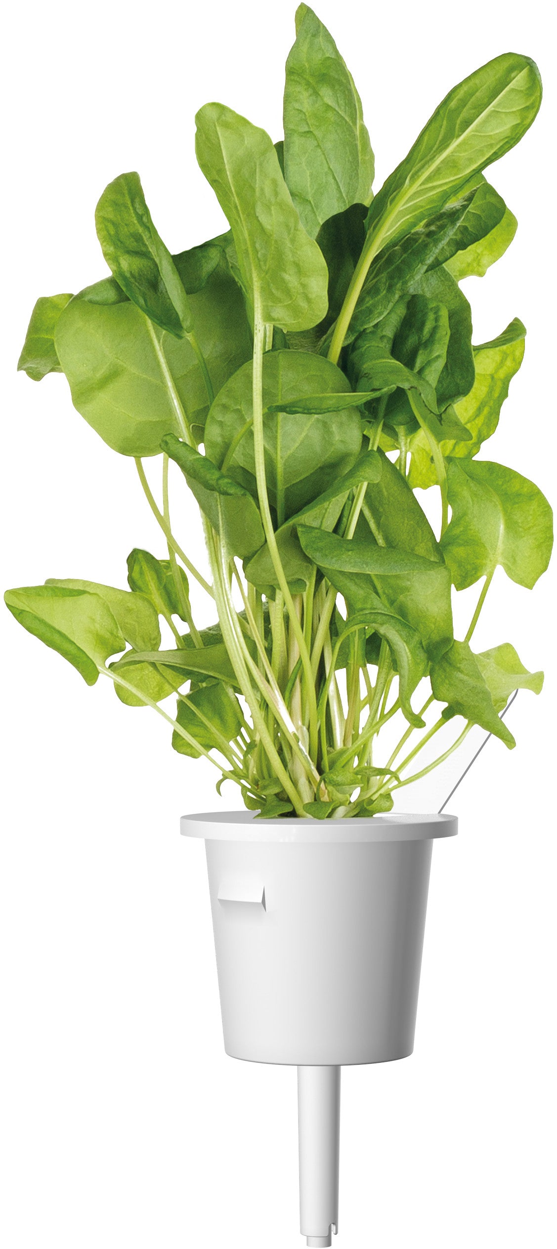 Mélange de 9 capsules pour salade Click & Grow