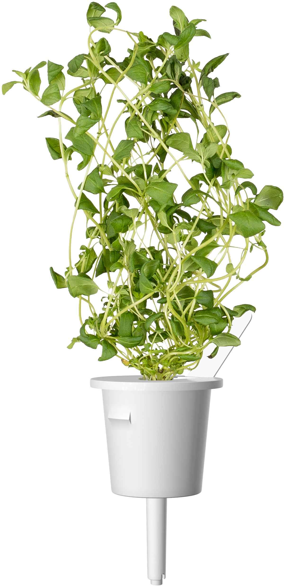 Capsules de plantes Click & Grow mélange italien 9 pièces
