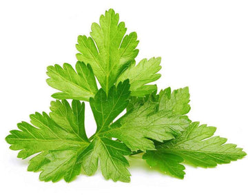 Recharge Click & Grow Smart Garden Coriandre 3 pièces