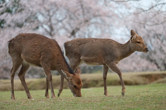 Objectif Fujifilm Fujinon XF 55-200 mm f/3,5-4,8 R LM OIS