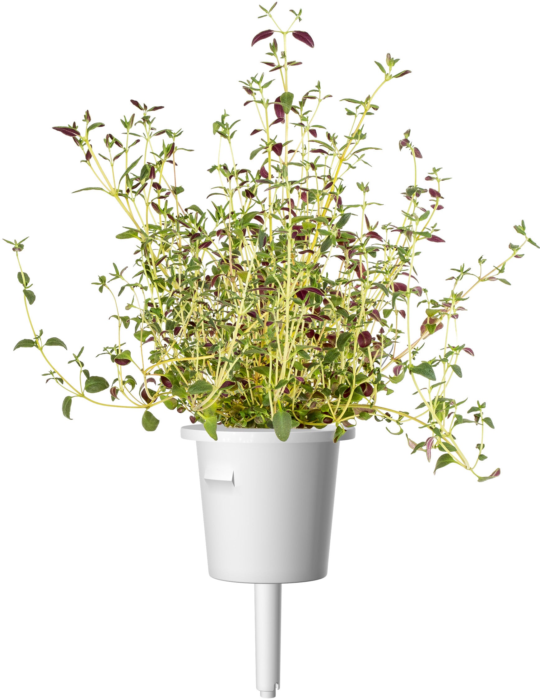 Capsules de plantes click & grow mélange italien 9 pièces