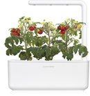 Recharge Click & Grow Smart Garden Mini Tomate 3 pièces