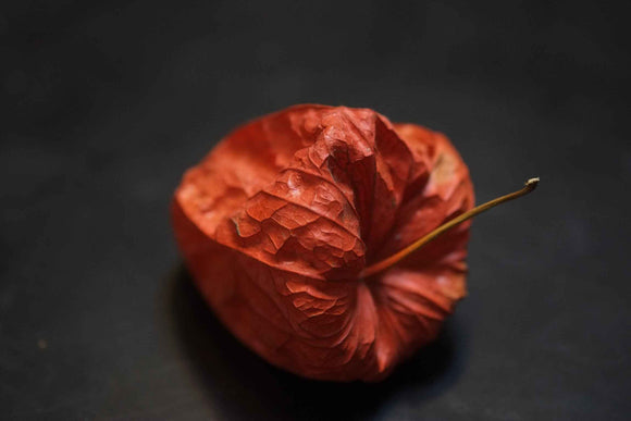 Fujifilm Fujinon XF 60mm f/2.4 R Macro