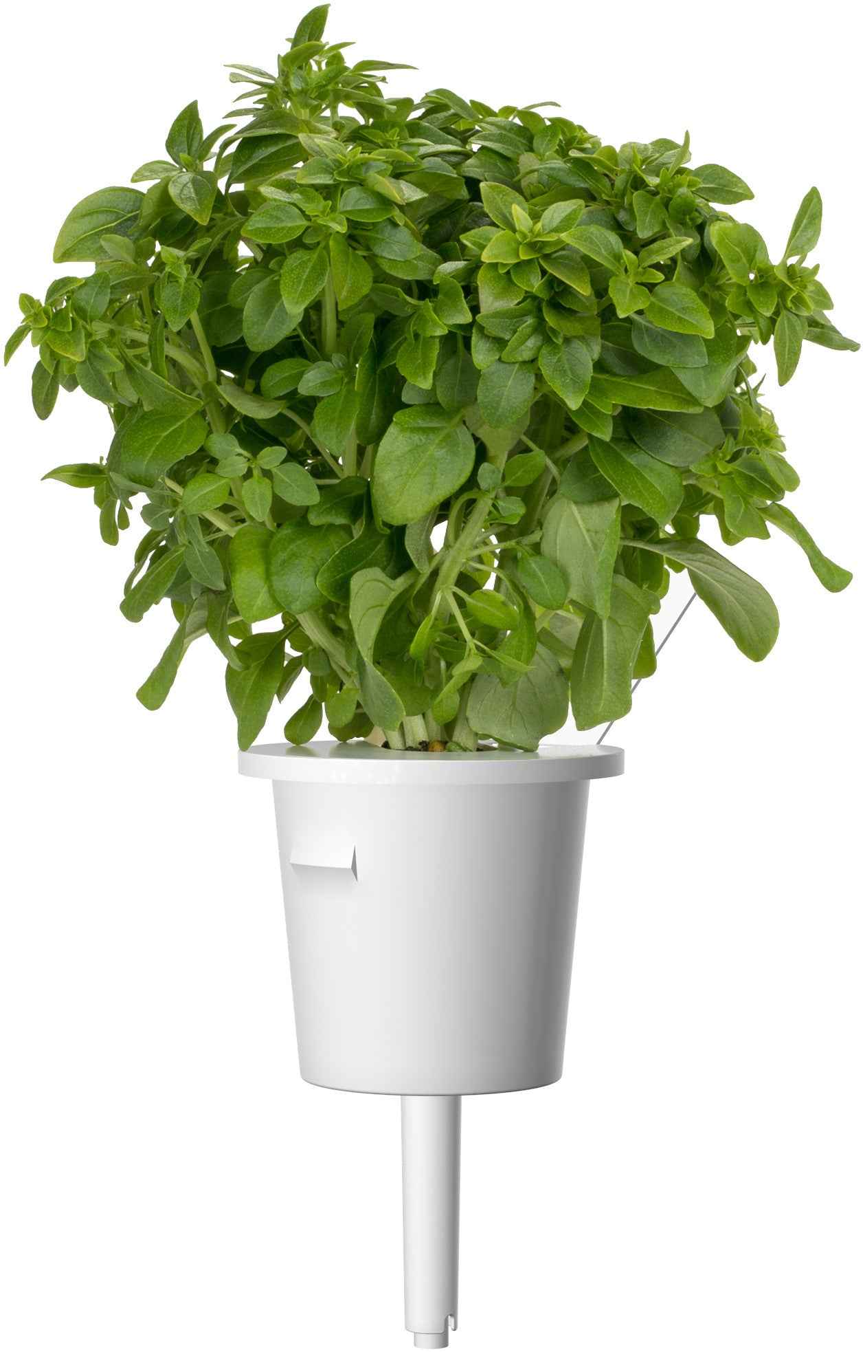Capsules de plantes Click & Grow mélange italien 9 pièces