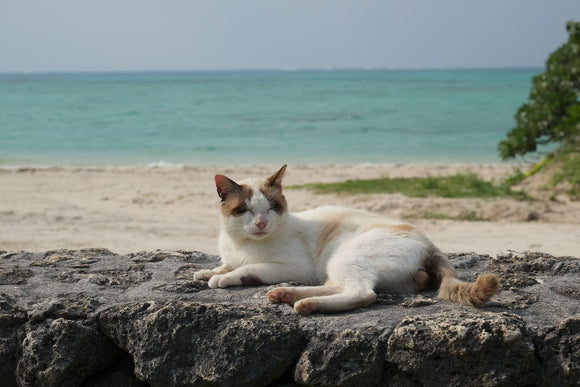 Objectif Fujifilm Fujinon XF 55-200 mm f/3,5-4,8 R LM OIS