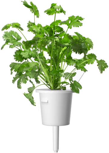Recharge Click & Grow Smart Garden Coriandre 3 pièces