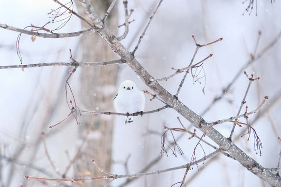 Fujifilm Fujinon XF 150-600mm f/5.6-8 R LM OIS WR lens