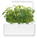 Recharge click & grow smart garden basilic thaï 3 pièces