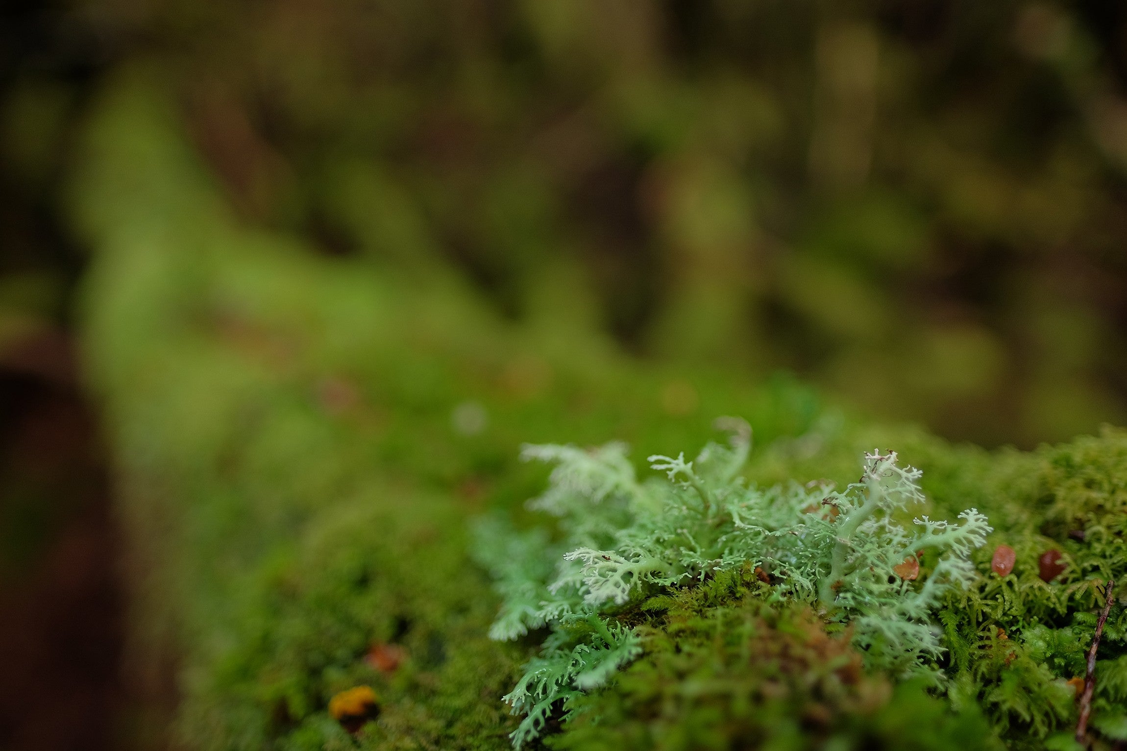 Objectif Fujinon XF 16 mm F1.4 R WR