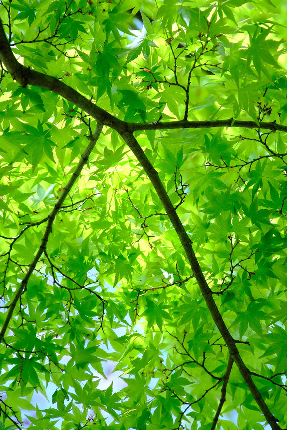 Fujifilm Fujinon XF18-120mm F4 LM PZ WR lens