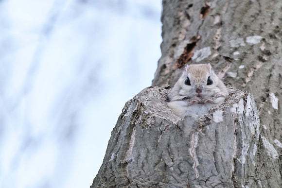 Fujifilm Fujinon XF 150-600mm f/5.6-8 R LM OIS WR lens