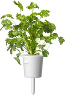 Mélange de 9 capsules de plantes Click & Grow pour steaks