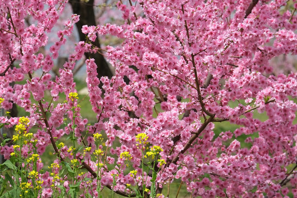 Objectif Fujifilm Fujinon XF 55-200 mm f/3,5-4,8 R LM OIS