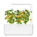 Recharge click & grow smart garden mini tomate jaune 3 pièces