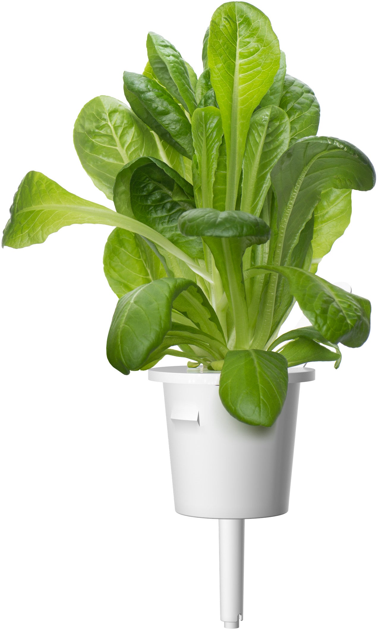 Mélange de 9 capsules pour salade click & grow