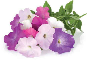 Recharge Click & Grow Smart Garden Pétunia 3 pièces