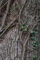 Fujifilm Fujinon XF 60mm f/2.4 R Macro