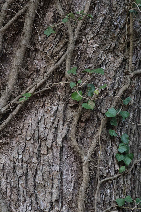 Fujifilm Fujinon XF 60mm f/2.4 R Macro