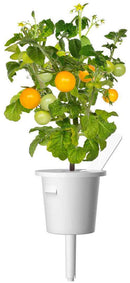 Recharge Click & Grow Smart Garden Mini Tomate Jaune 3 pièces