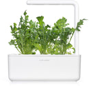 Recharge click & grow smart garden roquette 3 pièces