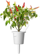 Recharge Click & Grow Smart Garden Red Hot Chili Pepper 3 pièces