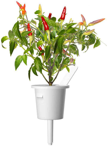 Recharge Click & Grow Smart Garden Red Hot Chili Pepper 3 pièces