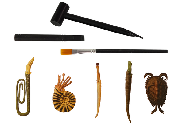 Coffret de fouilles de créatures anciennes : surprise d'ammonites