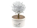 Magic Tree Crystal Growing Silver Experiences-4