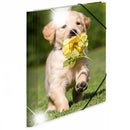 Herma Elasticated Glossy PP Folder A4 Animals-5