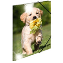Herma Elasticated Glossy PP Folder A3 Animals-5
