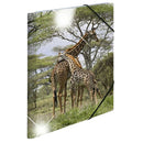 Herma Elasticated Glossy PP Folder A3 Animals-7