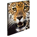 Herma Elasticated PP Folder A3 Animals-7
