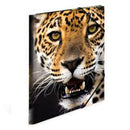 Herma Elasticated PP Folder A4 Animals-7