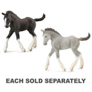 CollectA Shire Horse Foal Figure (Medium)-1