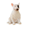 CollectA Bull Terrier Figure (Medium)-4