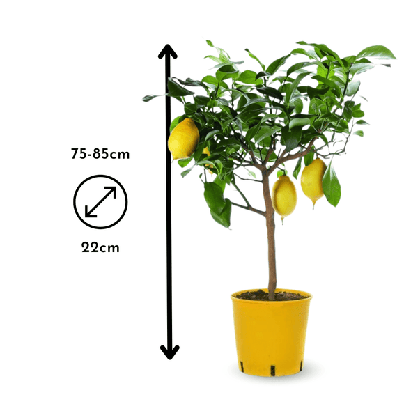 Citronnier Limon 80 cm - clicktofournisseur.com