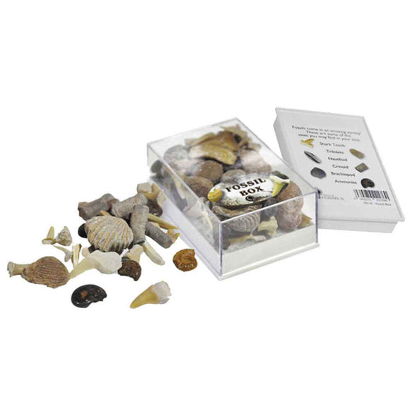 Coffret de Fossiles British Fossils