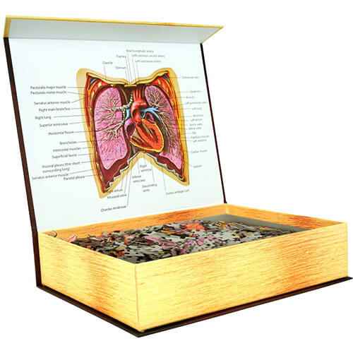 Dr. Livingston's Anatomy Jigsaw Puzzle the Human Thorax